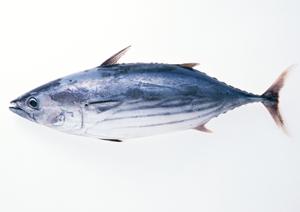 恵比寿で水タバコを専門に提供するお店