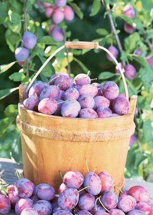 あんこう鍋レシピ – 新鮮な魚介類で手軽に家庭で楽しめる！