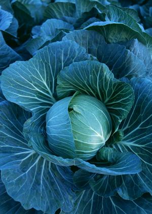 岡山木村屋グループの信頼と実績を支えるOKF株式会社の製品とサービス