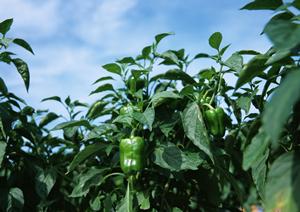 貸切で利用できる梅田のダーツバーです