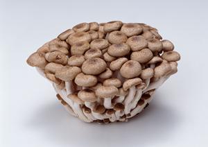 自家製にこだわったロケ弁が安い